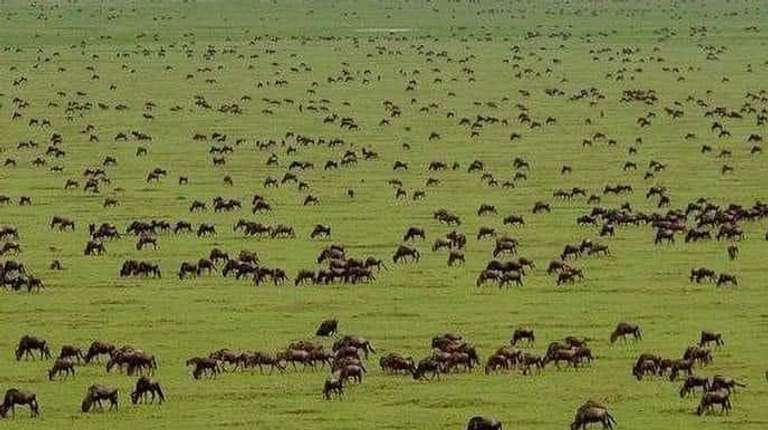 5-Day Safari in Tarangire, Serengeti,Ngoro &Manyara Group trip - alternative tour available