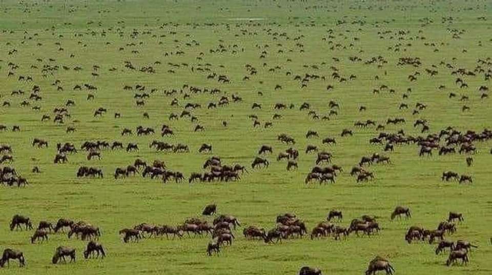 5-Day Safari in Tarangire, Serengeti,Ngoro &Manyara Group - Anapa Travel Africa Tours - Tanzania - Image 1