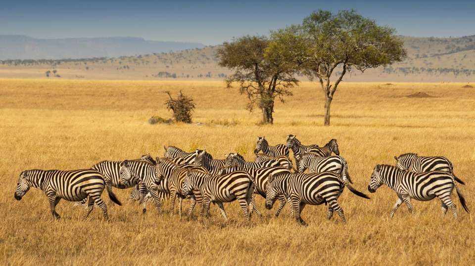 4-Day Safari in Tarangire, Serengeti & Ngorongoro Group - Anapa Travel Africa Tours - Tanzania - Image 3