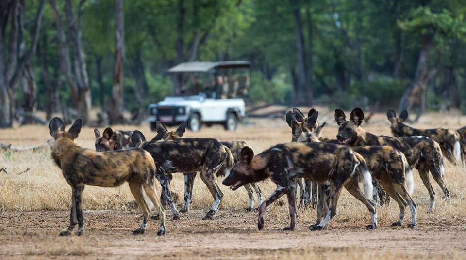 3-Day Safari Zanzibar to Nyerere Park - Anapa Travel Africa Tours - Tanzania - Image 3