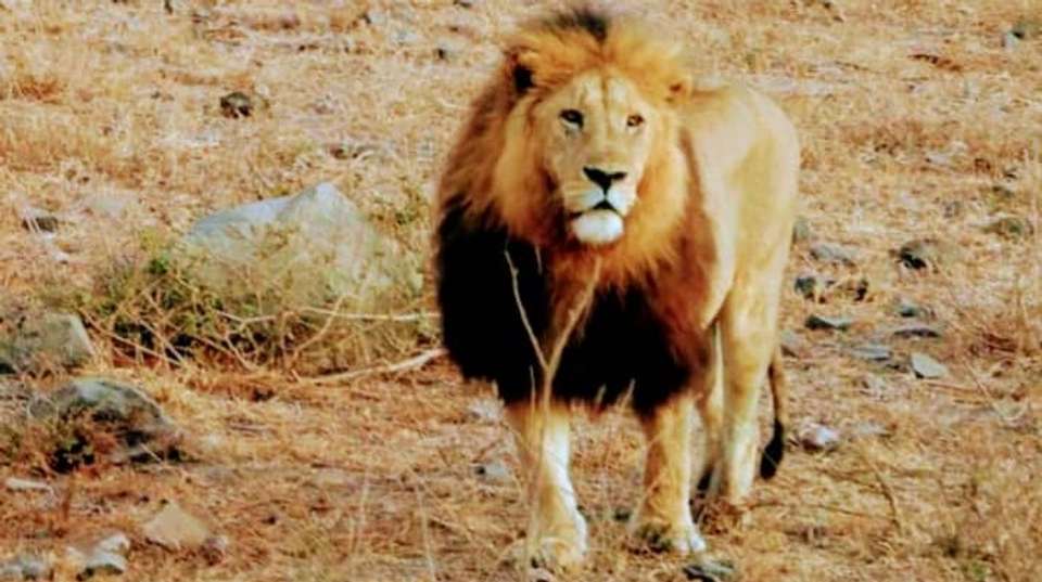 5-Day Safari in Tarangire, Serengeti,Ngoro &Manyara Group - Anapa Travel Africa Tours - Tanzania - Image 6