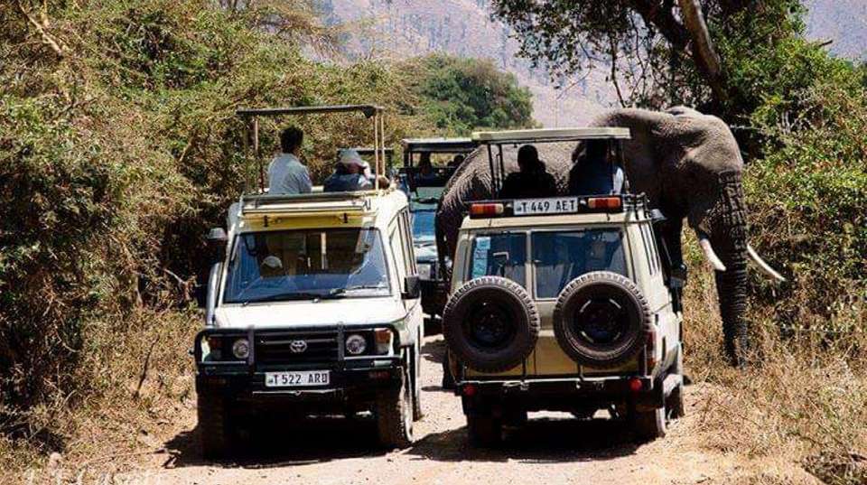 3-Day Tarangire, Ngorongoro, and Lake Manyara Safari - undefined - Image 8