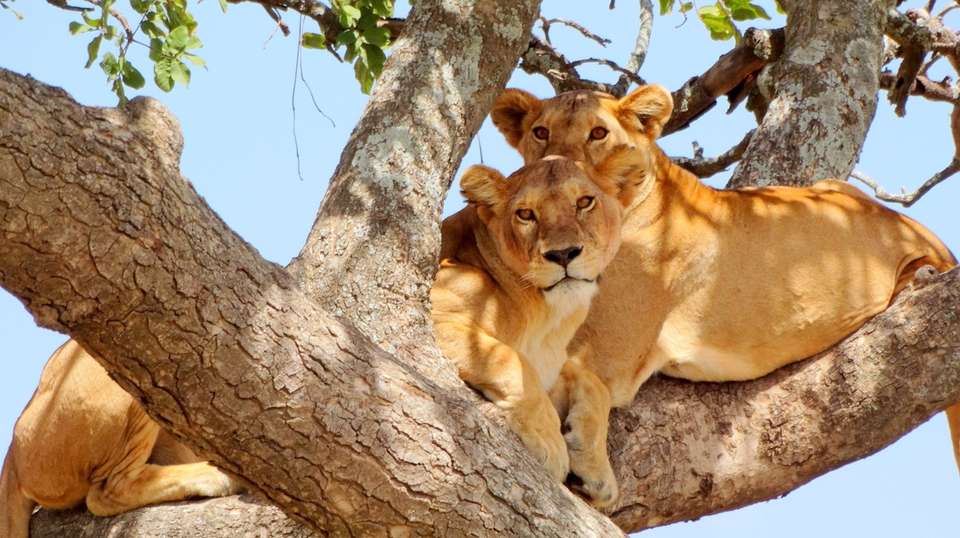 3-Day Tarangire, Ngorongoro, and Lake Manyara Safari - undefined - Image 4
