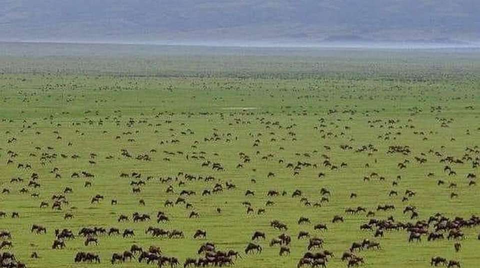 3-Day Zanzibar to Serengeti & Ngorongoro by Plane - undefined - Image 9