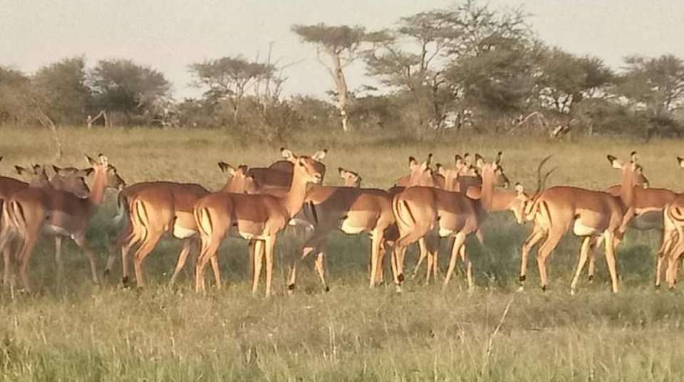 3-Day Safari Zanzibar to Nyerere Park - Anapa Travel Africa Tours - Tanzania - Image 7