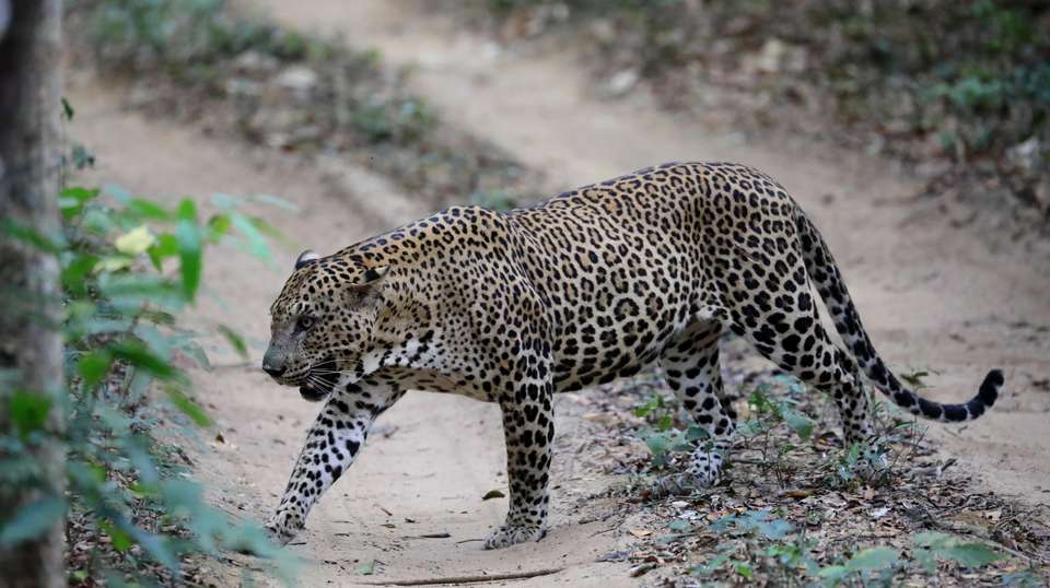 Hidden Gems and Iconic Highlights of Sri Lanka - Best Of Lanka (pvt) Ltd - Sri Lanka - Image 9