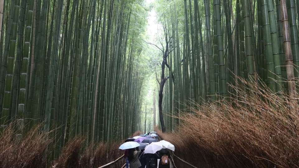 8-Day Japan Family Trip with Disneyland - Highlights Travel - Japan - Image 5