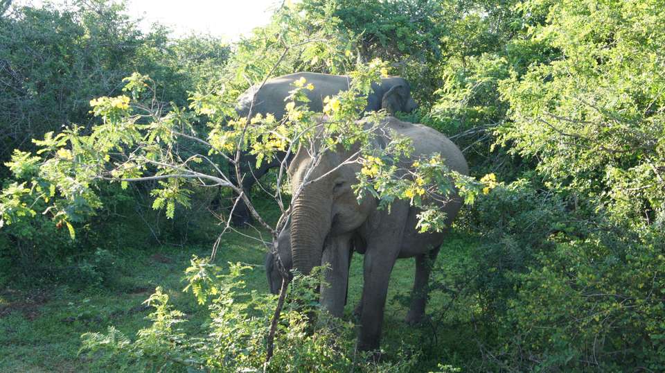 Sri Lanka Family Vacation  - Highlights Travel - Sri Lanka - Image 2