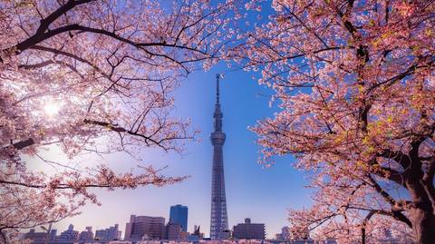 Japan Customized Tours And Trips: Japan Cherry Blossom Spring 2025 (10 Days)