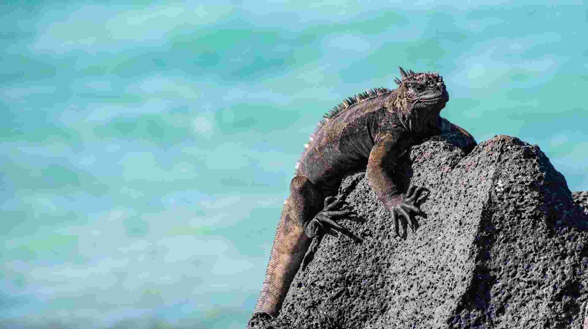 Ecuador and Galapagos Island Hopper