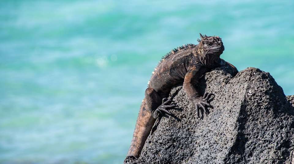 Ecuador and Galapagos Island Hopper - Contiki - Ecuador - Image 1