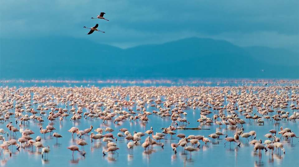 Tanzania Safari - Contiki - Tanzania