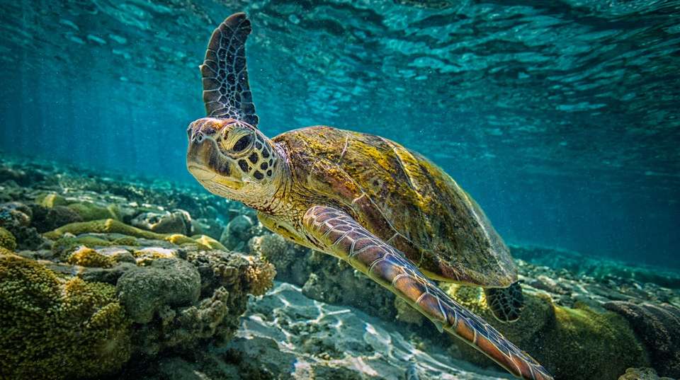 Great Barrier Reef Explorer - Contiki - Australia