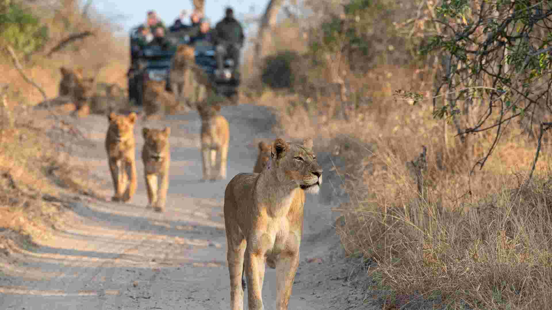 Learn to be a Safari Guide in Kruger National Park