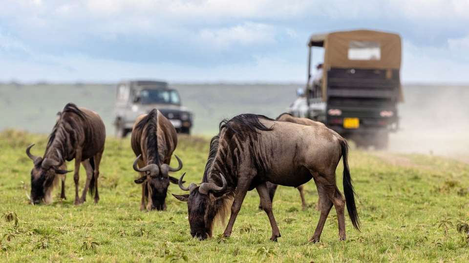 Kenya Safari 35 to 45 - Contiki - Kenya - Image 3