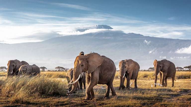 Kenya Safari 35 to 45 trip - alternative tour available