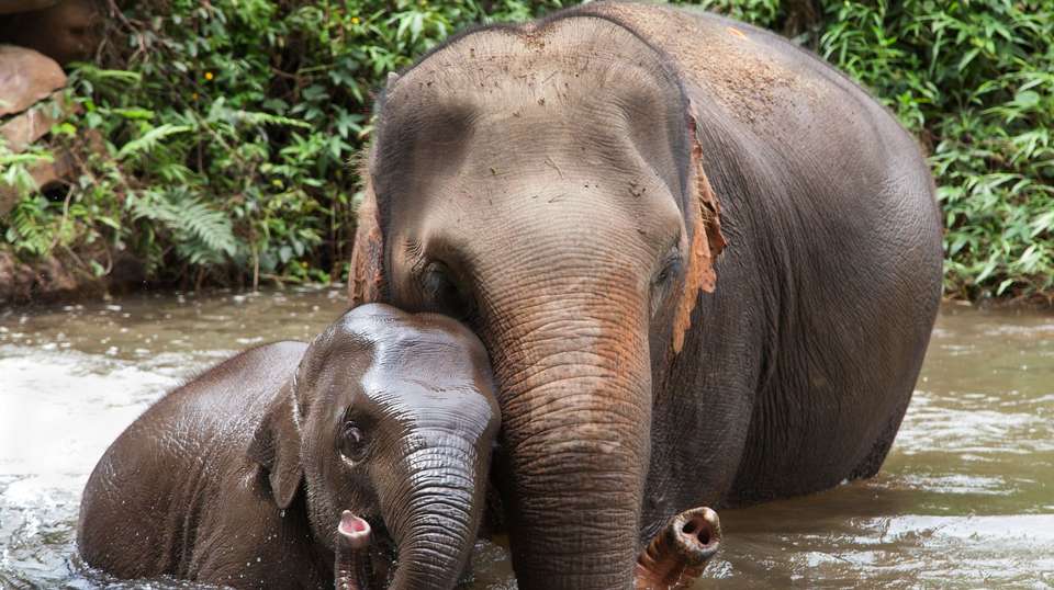 Total Thailand - Contiki - Thailand - Image 2