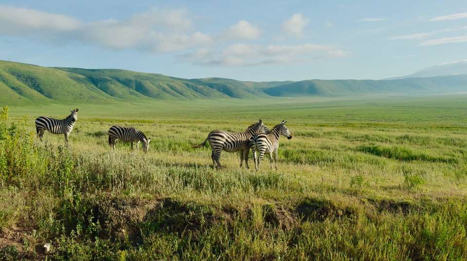 Tanzania Safari - Contiki - Tanzania