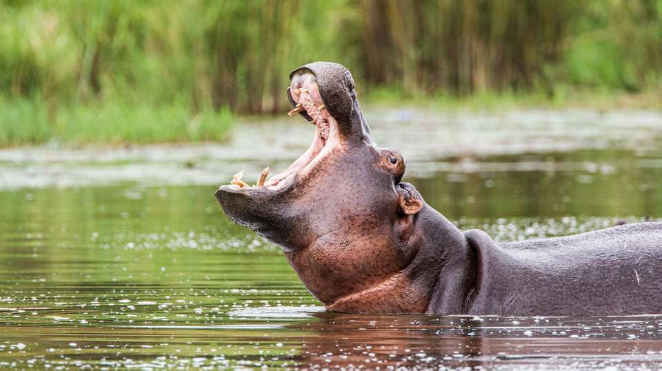 Kruger Safari with Eswatini - Contiki - South Africa - Image 2