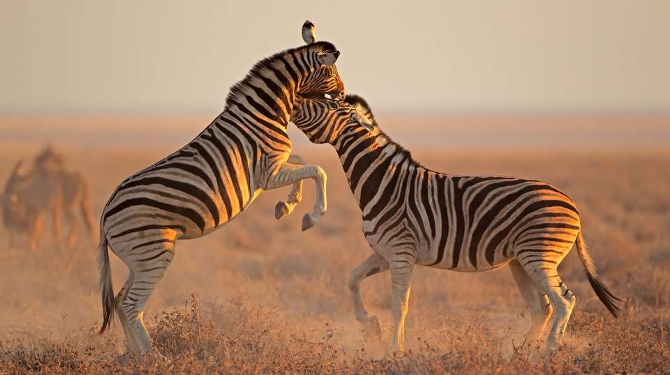 Okavango Delta and Deserts - Contiki - Botswana - Image 4