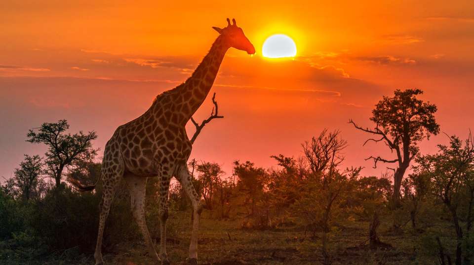 Learn to be a Safari Guide in Kruger National Park - Contiki - South Africa - Image 3