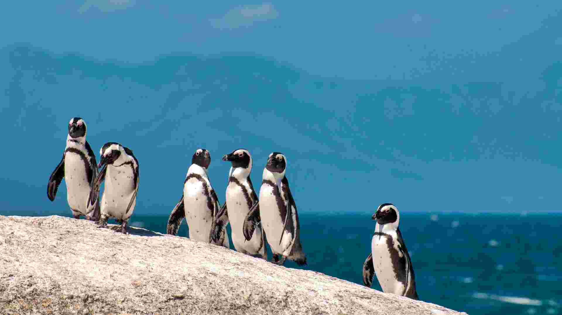Cape Town Explorer