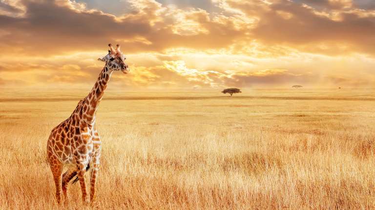 Kenya Tours for Young Adults: Kenya Safari