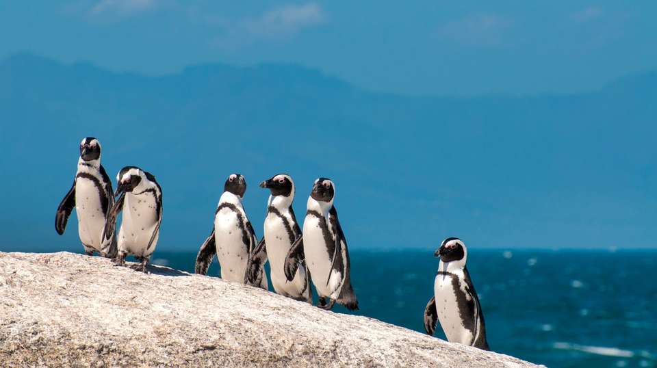 Cape, Safari and Falls - Contiki - Botswana