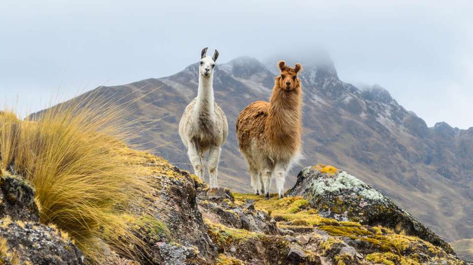 Peru Explorer - Costsaver - Peru - Image 3