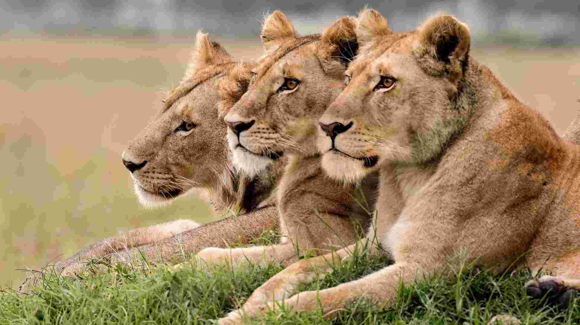 Highlights of Kenya