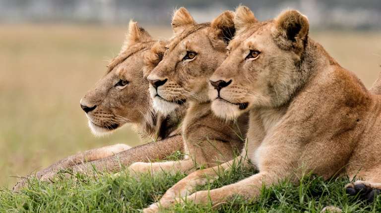 Kenya Experienced Travelers Trips: Highlights of Kenya