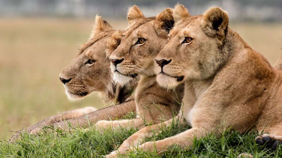 Highlights of Kenya - Costsaver - Kenya - Image 1