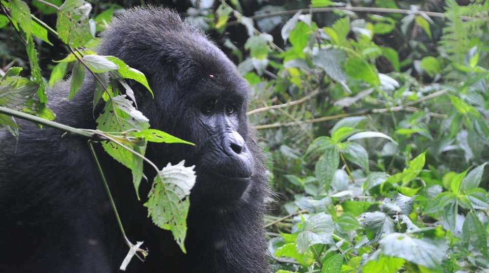 3 Days Bwindi Gorilla Trekking Safari - undefined - Image 6