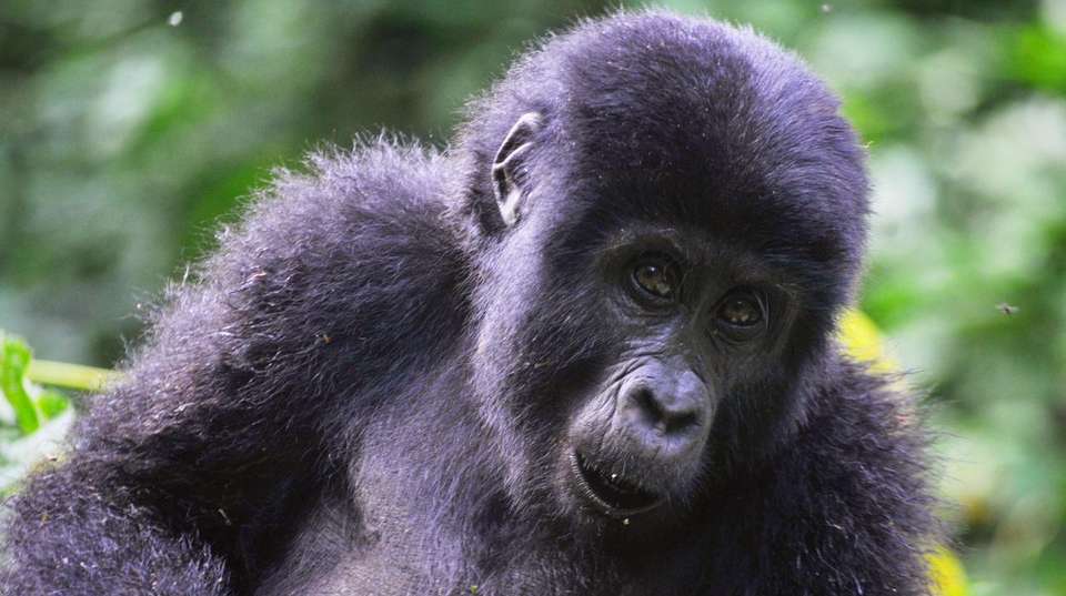 3 Days Bwindi Gorilla Trekking Safari - undefined - Image 2