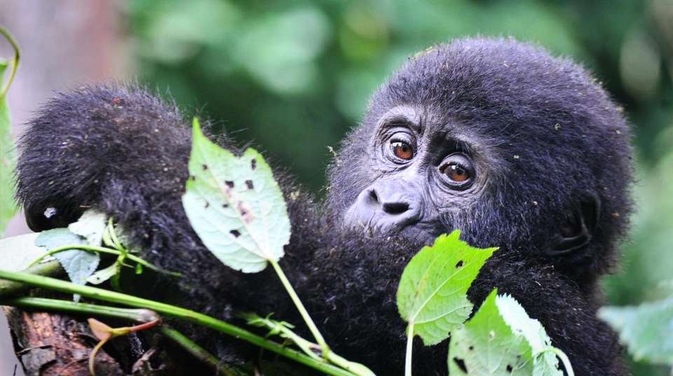 3 Days Bwindi Gorilla Trekking Safari - undefined - Image 5