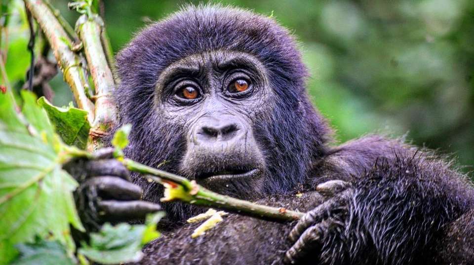 3 Days Bwindi Gorilla Trekking Safari - undefined - Image 4
