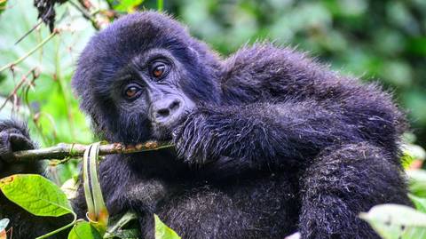 3 Days Bwindi Gorilla Trekking Safari - August 2026