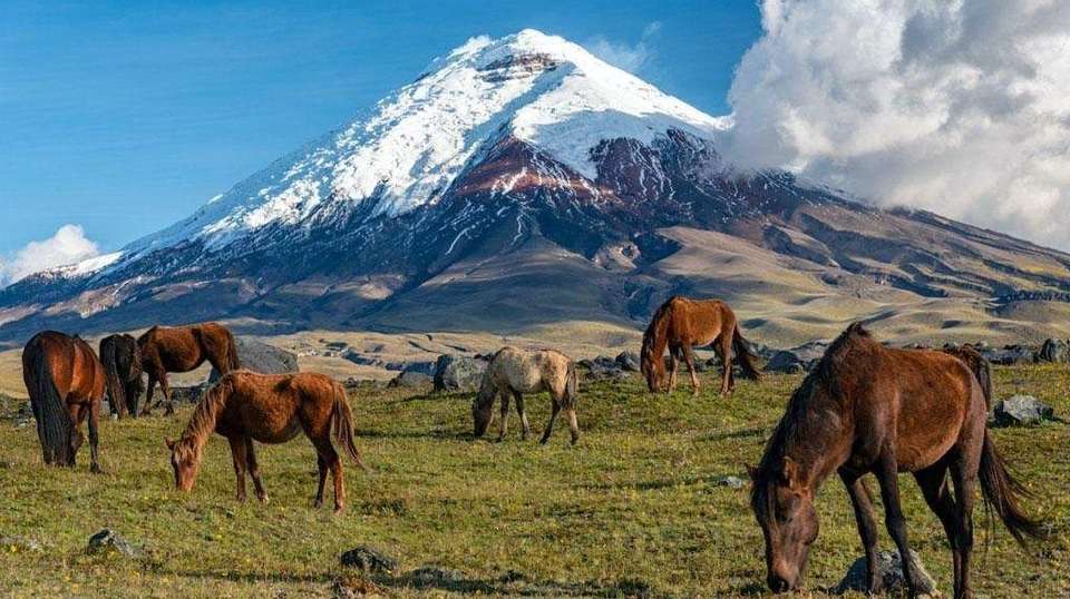 13 days: Exploring Ecuador highlands and Rainforest - undefined - Image 3