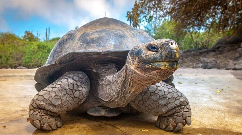 7 Days Enchanting Galapagos - undefined - Image 2
