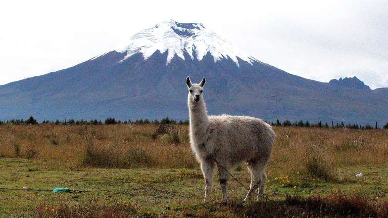 Cotopaxi exploration on Horseback riding trip - alternative tour available