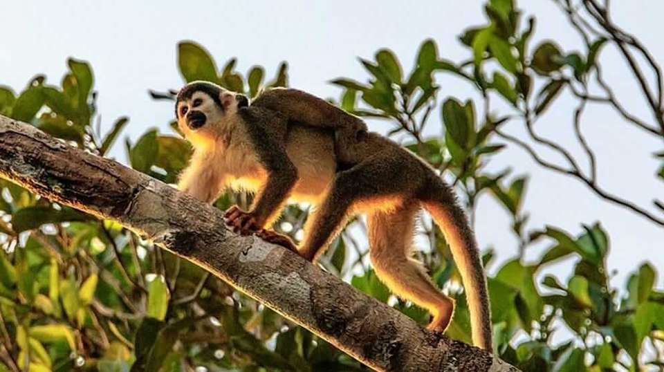 13 days: Exploring Ecuador highlands and Rainforest - undefined - Image 2