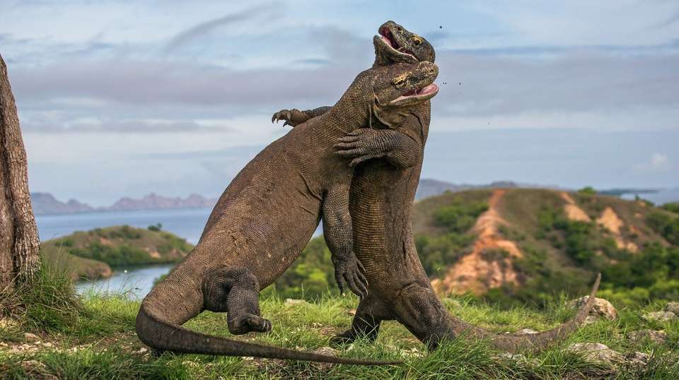Komodo Liveaboard Tour (3 Days 2 Nights) - Flores Traveler - Indonesia - Image 3