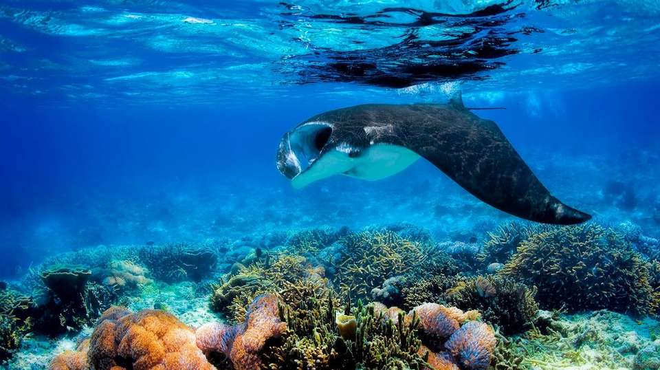 Komodo Liveaboard Tour (3 Days 2 Nights) - Flores Traveler - Indonesia - Image 4