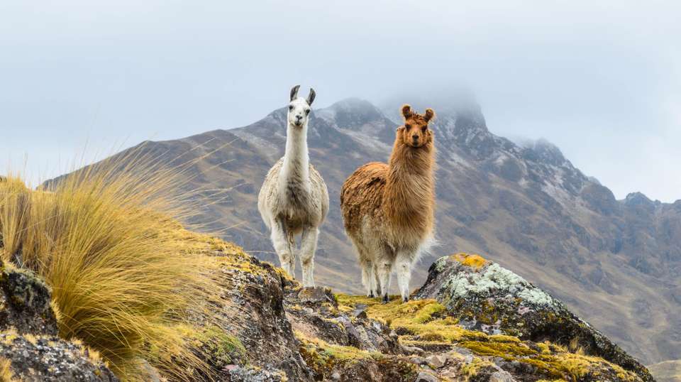 Trekking the Inca Trail: 4D/3N - G Adventures - Peru - Image 1