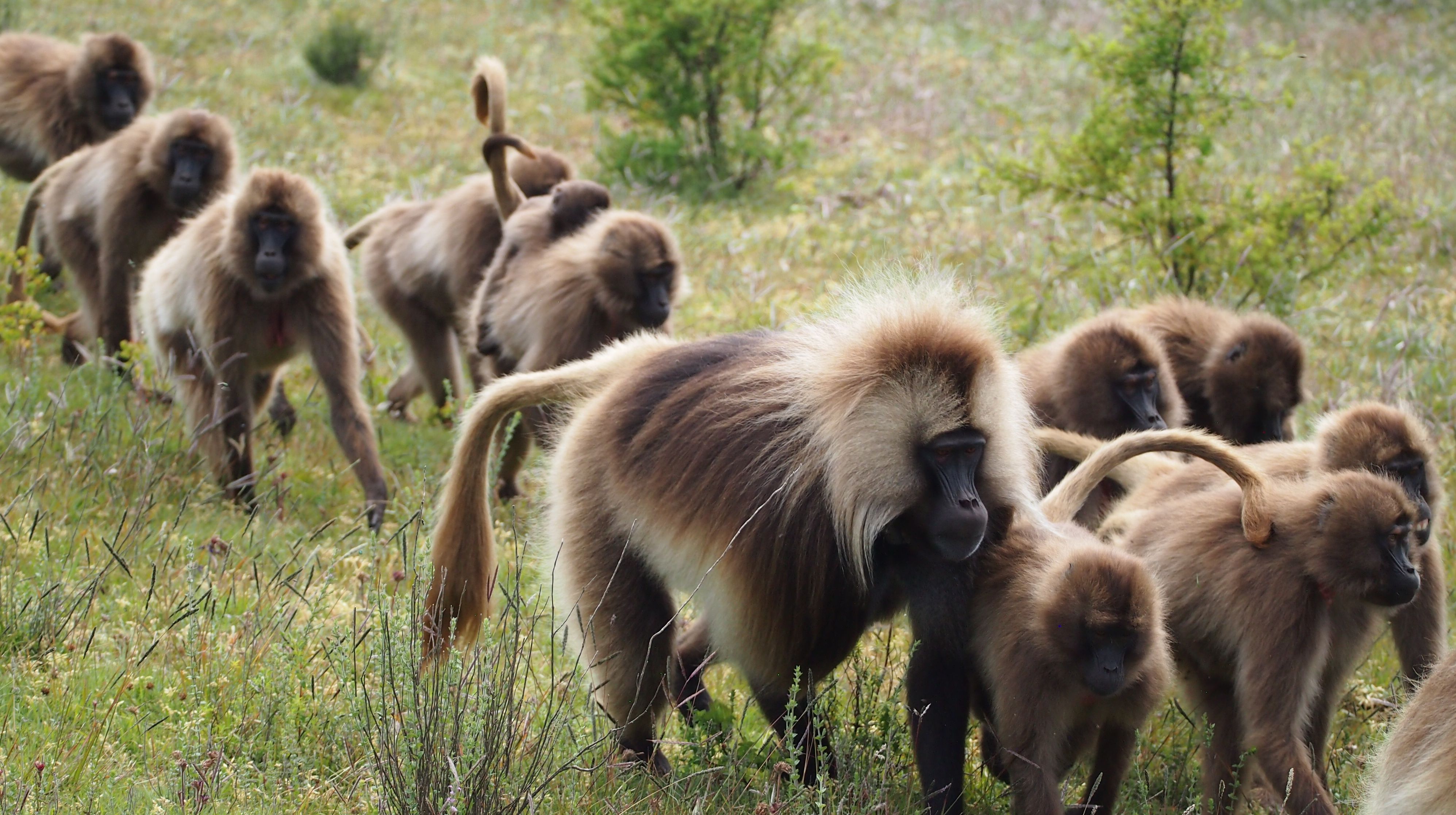 Wonders Of Ethiopia By GishAbay Ethiopia Tours | Bookmundi