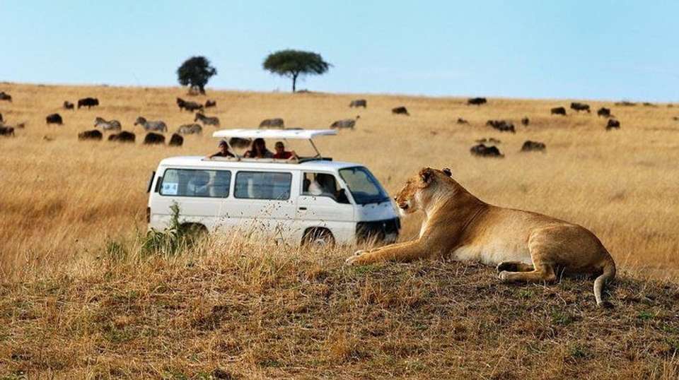 2-Day Amboseli National Park Safari - Gracepatt Ecotours Kenya - Kenya - Image 5