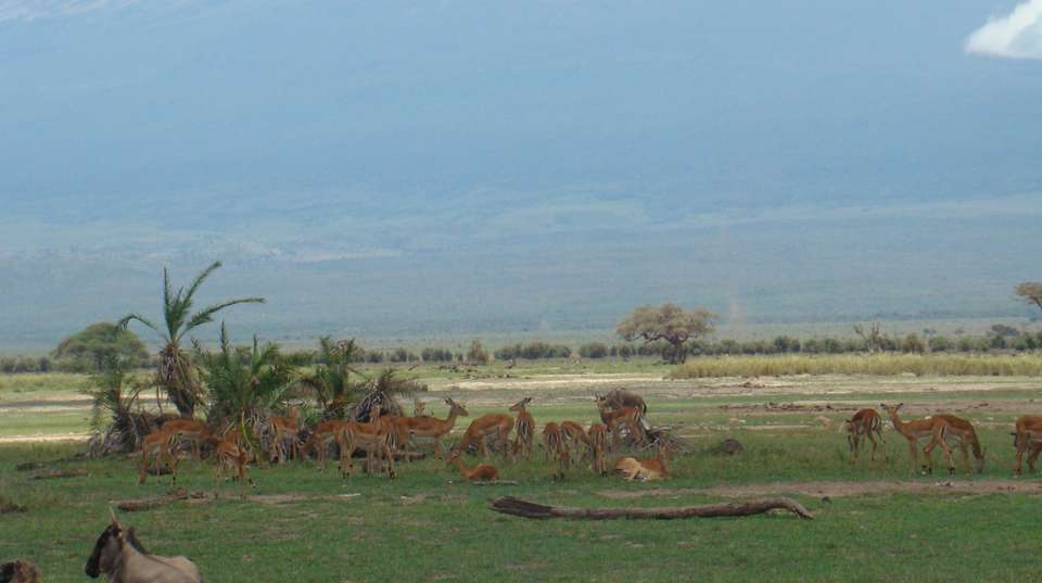 2-Day Amboseli National Park Safari - Gracepatt Ecotours Kenya - Kenya - Image 4