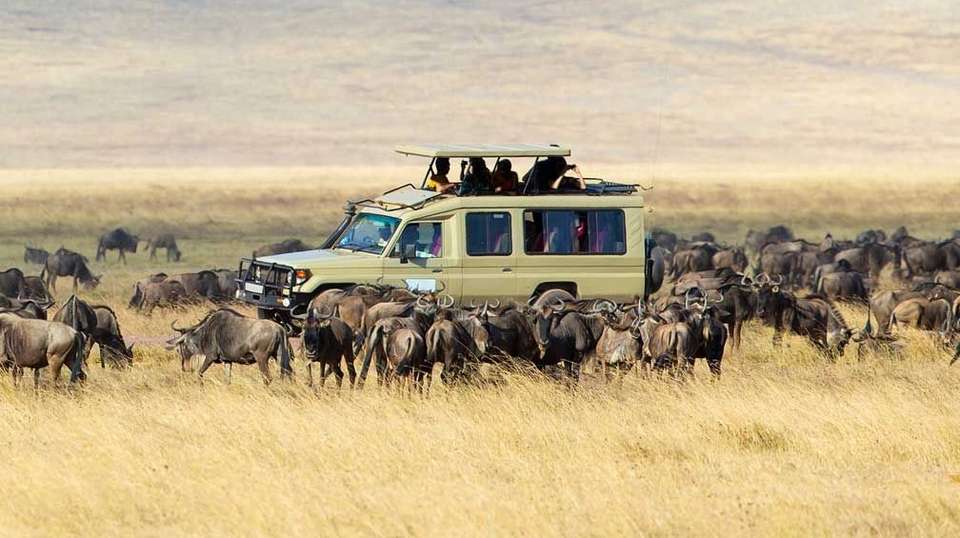 5 Days Best of Tanzania Safari on 4x4 Land Cruiser Jeep - Gracepatt Ecotours Kenya - Tanzania - Image 4