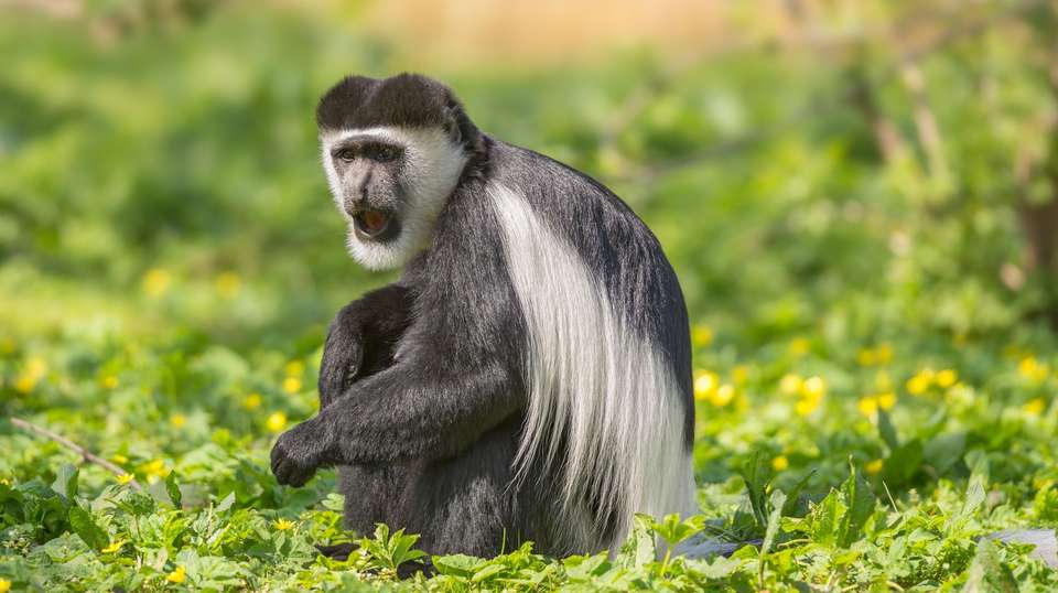 4-Days Masai Mara & Lake Nakuru Safari - All Inclusive - Gracepatt Ecotours Kenya - Kenya - Image 4