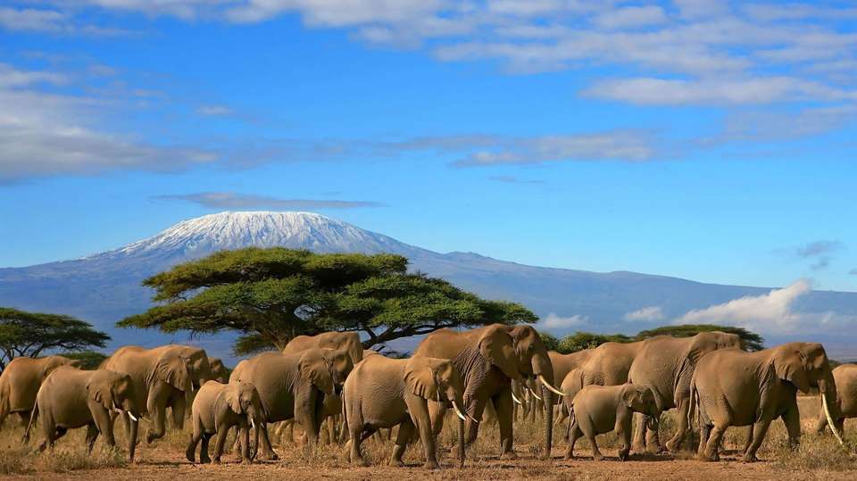 6 Days Masai Mara, Lake Nakuru & Amboseli Safari - Gracepatt Ecotours Kenya - Kenya - Image 6